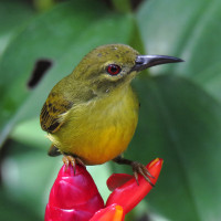 Brown-throated Sunbird